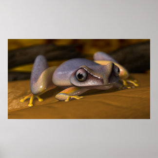 Frosch Poster