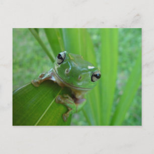 Frosch Postkarte