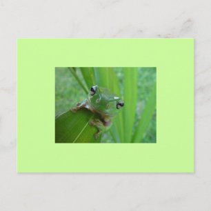 Frosch Postkarte
