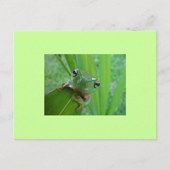 Frosch Postkarte (Vorderseite)