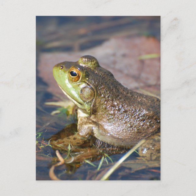 Frosch Postkarte (Vorderseite)