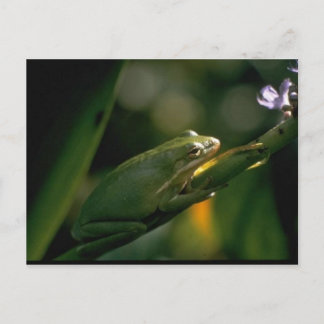 Frosch Postkarte
