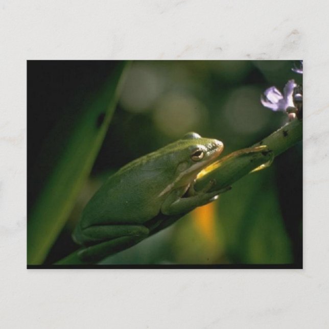 Frosch Postkarte (Vorderseite)