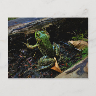 Frosch Postkarte