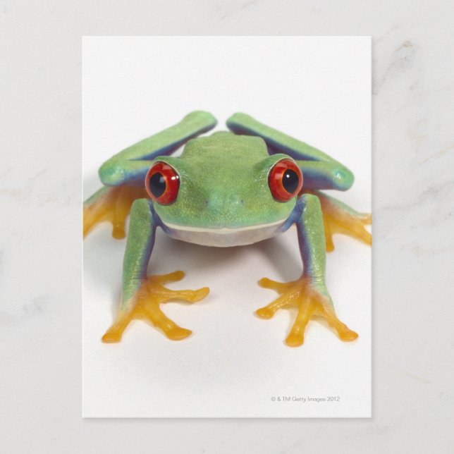 Frosch Postkarte (Vorderseite)
