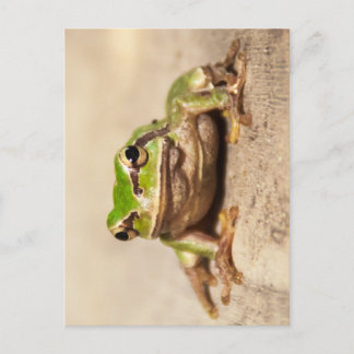 FROSCH POSTKARTE