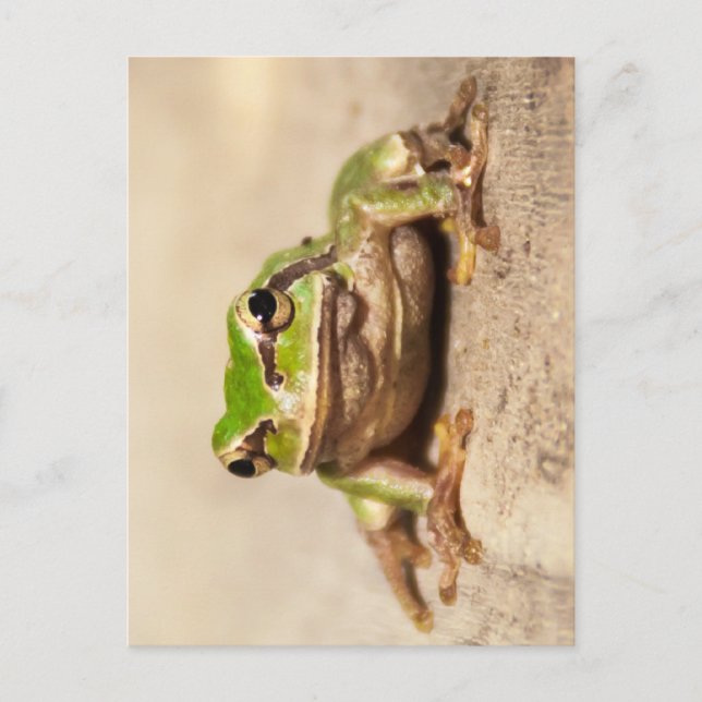 FROSCH POSTKARTE (Vorderseite)