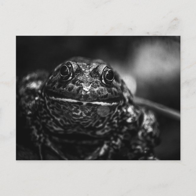 Frosch Postkarte (Vorderseite)