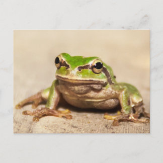 FROSCH POSTKARTE