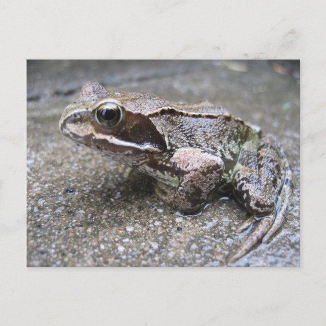Frosch Postkarte (Vorderseite)