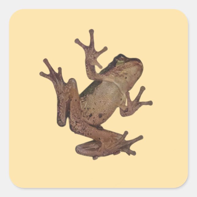 Frosch Quadratischer Aufkleber (Vorderseite)