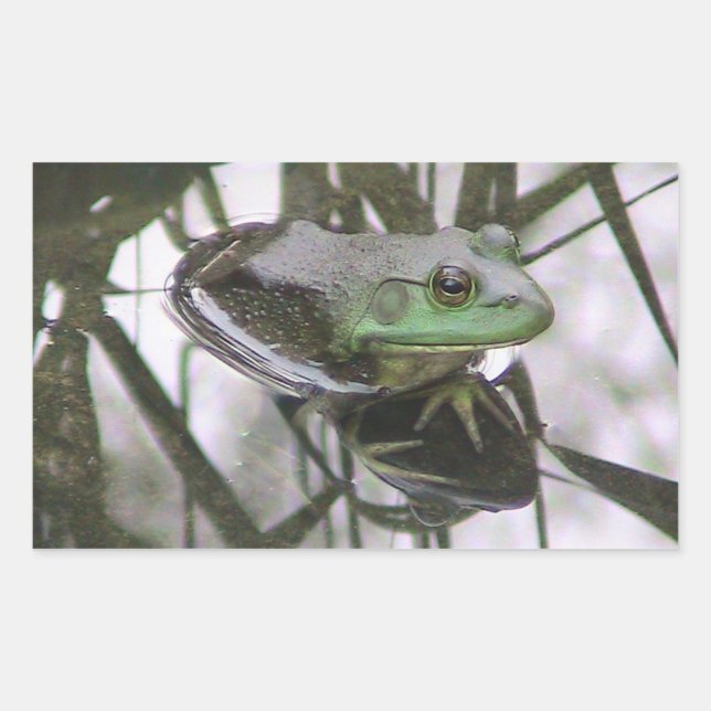 Frosch Reflektionskleber Rechteckiger Aufkleber (Vorderseite)