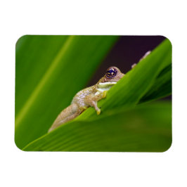 Frosch Small Magnet
