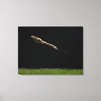 Frosch sprang von frisch grünem Gras Leinwanddruck