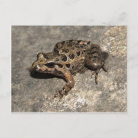 Frosch / Toad Postkarte