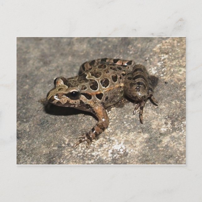 Frosch / Toad Postkarte (Vorderseite)