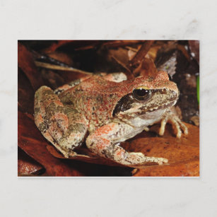 Frosch / Toad Postkarte