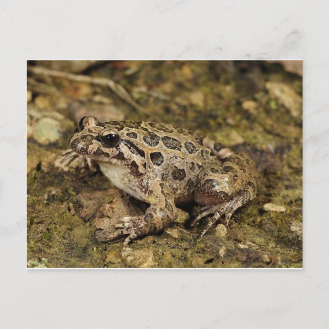 Frosch / Toad Postkarte (Vorderseite)