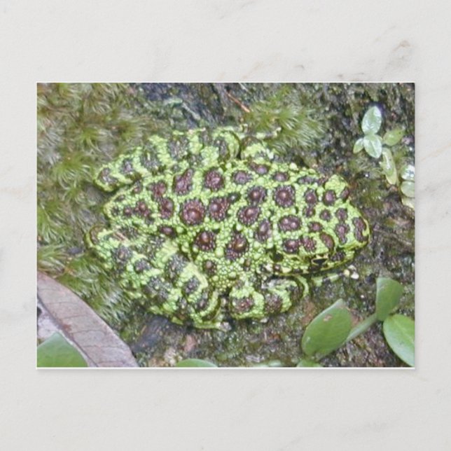 Frosch / Toad Postkarte (Vorderseite)