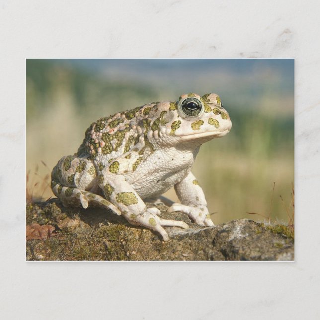 Frosch / Toad Postkarte (Vorderseite)