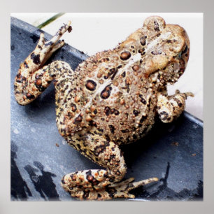 Frosch Toad Tierfotografie Poster