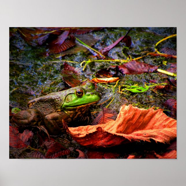Frosch und Farben Poster (Vorne)