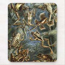 Frosch und Kröte Ernst Haeckel vintage