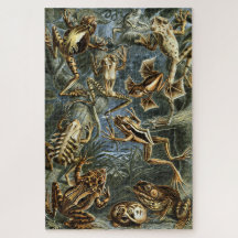 Frosch und Kröte Ernst Haeckel vintage