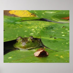 Frosch- und Lily-Pads Poster