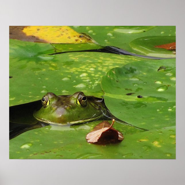 Frosch- und Lily-Pads Poster (Vorne)