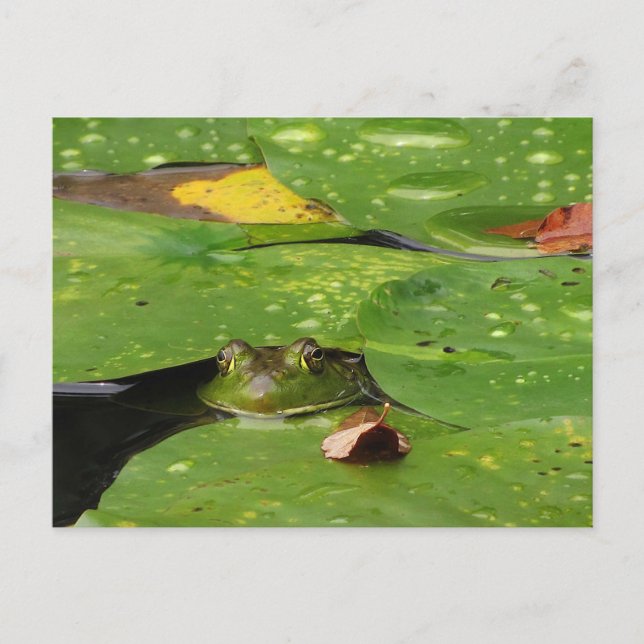 Frosch- und Lily-Pads Postkarte (Vorderseite)