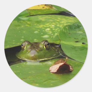 Frosch- und Lily-Pads Runder Aufkleber
