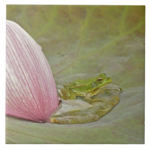 Frosch und Lotusblütenblatt, China, Fliese