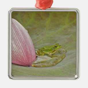 Frosch und Lotusblütenblatt, China, Silbernes Ornament