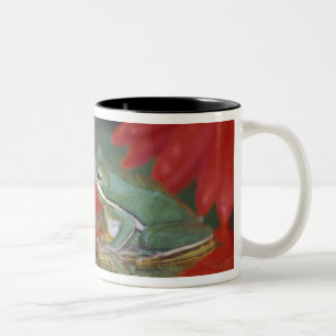 Frosch und Reflexionen unter Blume. Kredit als: Zweifarbige Tasse