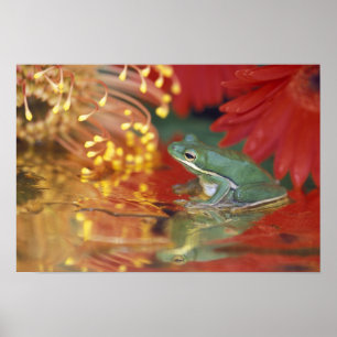 Frosch und Reflexionen zwischen Blume. Gutschrift Poster