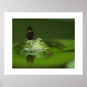 Frosch- und Schmetterlingposter Poster