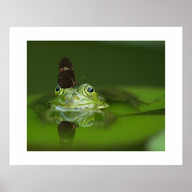 Frosch- und Schmetterlingposter Poster (Vorne)