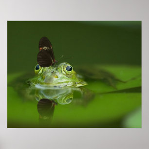 Frosch- und Schmetterlingposter Poster