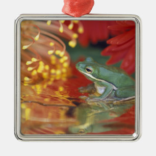 Frosch und Spiegelungen unter Blumen. Bildnachweis Silbernes Ornament