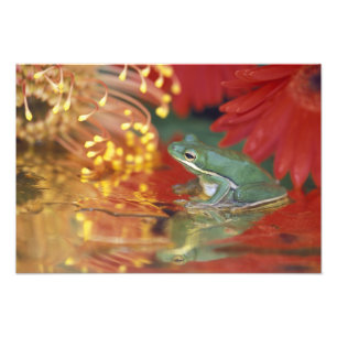 Frosch und Spiegelungen zwischen Blumen. Bildnachw Fotodruck