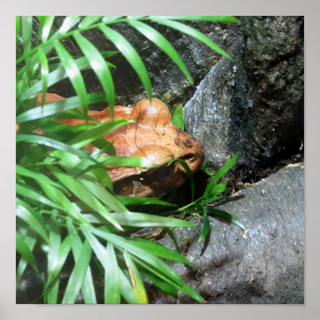 Frosch verbergen poster (Vorne)