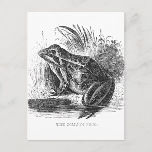 Frosch Vintage-Tuschezeichnung Postkarte