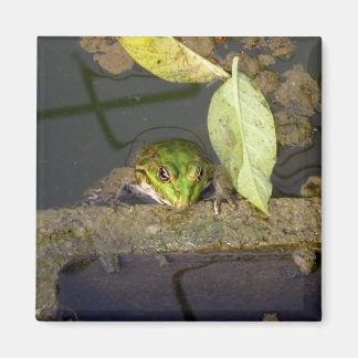 Froschbeobachtung, Magnet