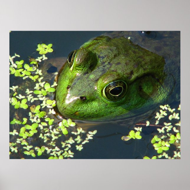 Froschdruck Poster (Vorne)