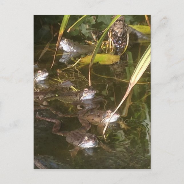 Frösche, Frösche und mehr Frösche Postkarte (Vorderseite)