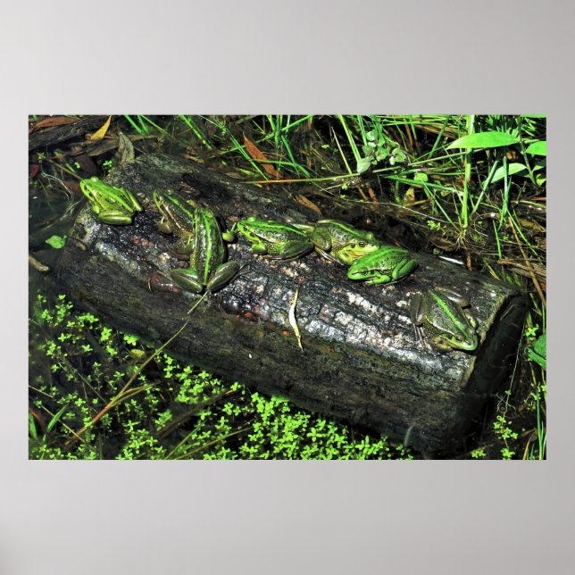 Frösche im Log Poster (Vorne)