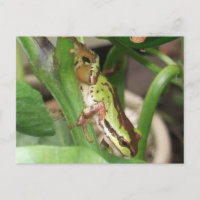 Frösche in der Pfeffer-Pflanze