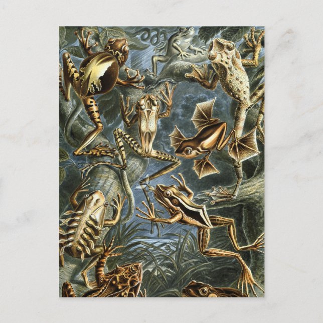 Frösche Postkarte (Vorderseite)