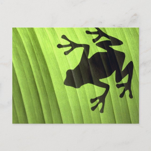 Frösche Postkarte (Vorderseite)